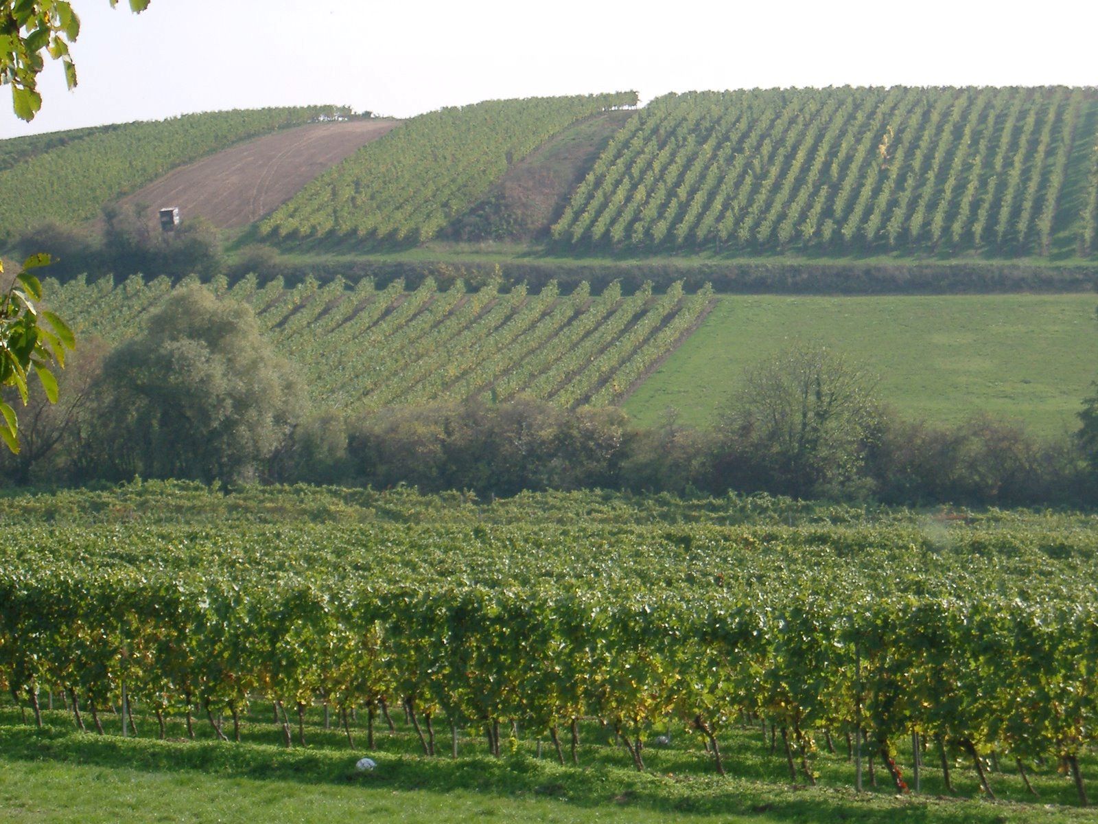 Vinmark i Rheinhessen